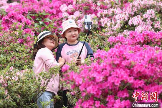 4月17日，市民在杜鹃花丛中自拍。　瞿宏伦 摄