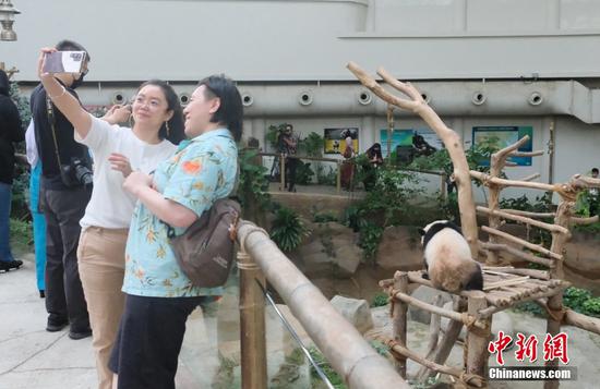 15日，位于吉隆坡的马来西亚国家动物园内，马来西亚民众正在和即将迎来两岁生日的熊猫幼崽“升谊”合影留念。“升谊”和“谊谊”是大熊猫“兴兴”“靓靓”在马来西亚的第三个和第二个孩子。马来西亚国家动物园副主席罗斯里15日受访时表示，国家动物园有意续租“兴兴”“靓靓”，“升谊”和“谊谊”正在按合约进行回中国的准备。中新社记者 陈悦 摄
