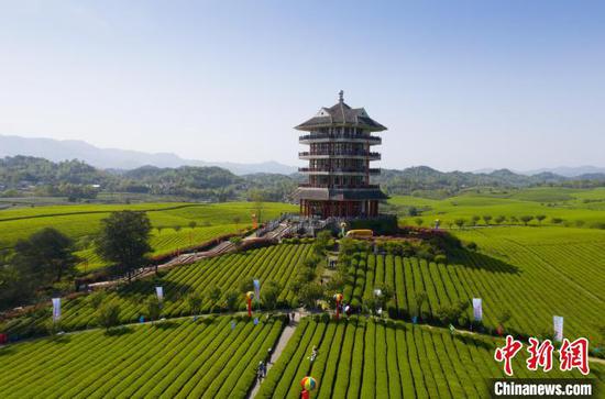 4月15日，游客在遵义湄潭永兴镇万亩茶海景区游览。　田成 摄
