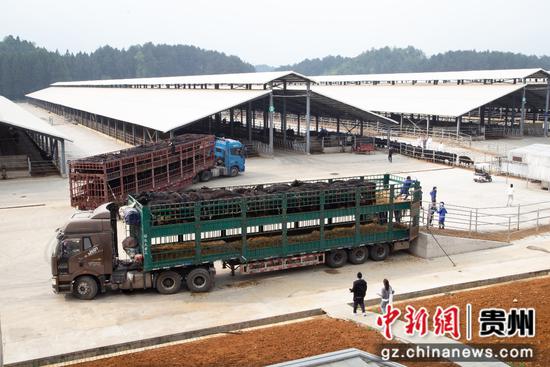 4月12日，在大肥牛贵州安顺平坝养殖基地，200多头犊牛正被装上满帮集团的大货车。简贤楠 摄