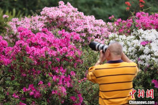 4月17日，绽放的杜鹃花吸引市民拍摄。　瞿宏伦 摄