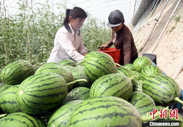 新疆疏勒縣大棚西瓜喜獲豐收 果蔬產業高質量發展助鄉村振興