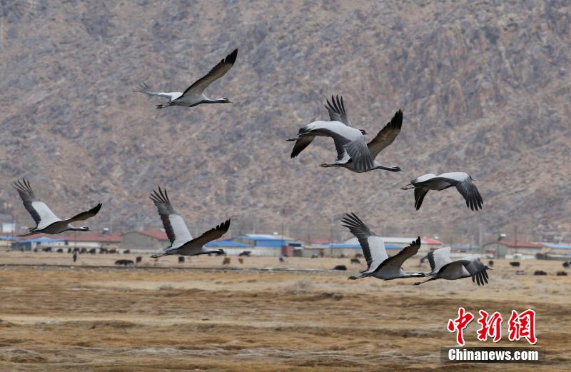 新疆巴里坤草原迎來候鳥回歸高峰