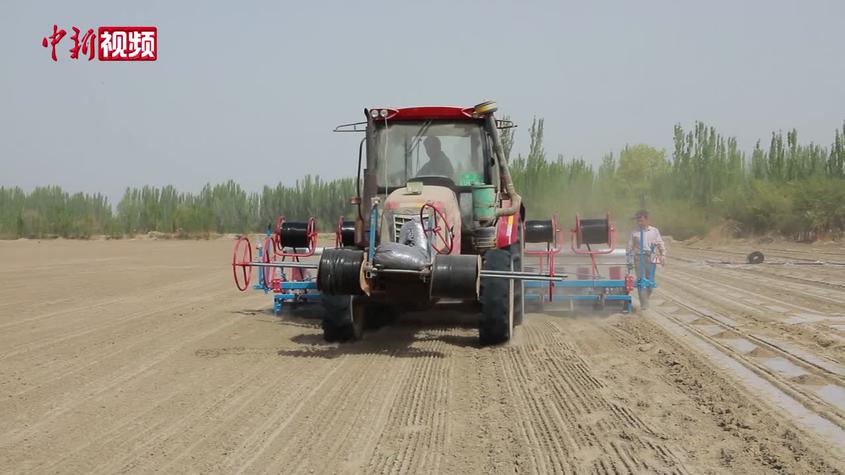 新疆庫車市：70余種玉米大豆采取帶狀復合種植