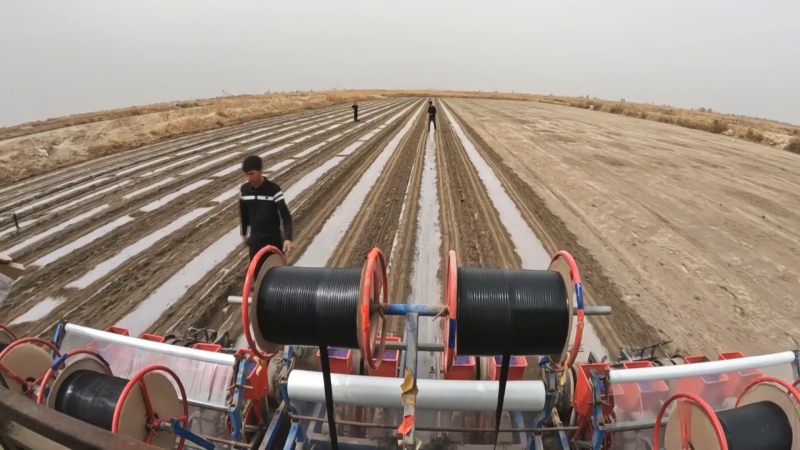 科技加持新疆尉犁縣100萬畝棉田有序播種