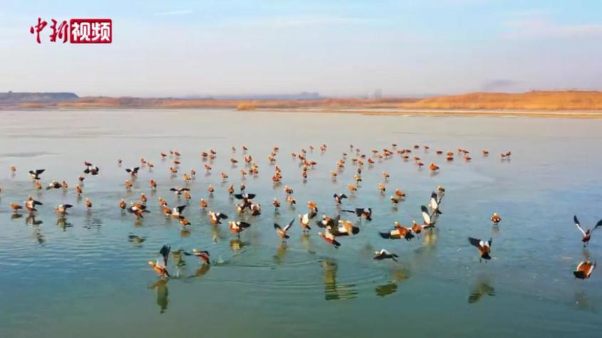 新疆昆玉市：昆侖山下群鳥翱翔風景如畫