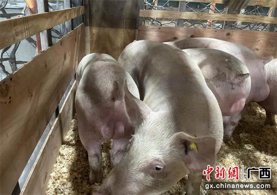 图为17日晚抵达广西桂林的美国种猪。董珍宇  摄