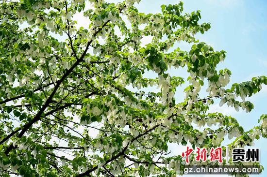 4月18日，在贵州省铜仁市松桃苗族自治县乌罗镇毛溪村拍摄的鸽子花。