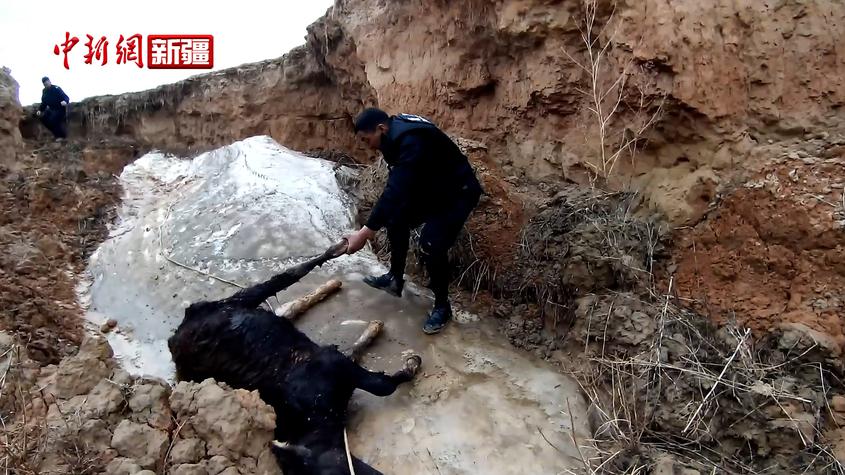 新疆阿勒泰：警犬找到遇險牛犢 民警迅速成功救出