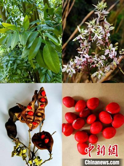 红豆树以及红豆树的花和果实。　南盘江国有林场供图