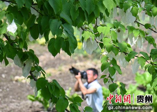4月18日，摄影爱好者在贵州省铜仁市松桃苗族自治县乌罗镇毛溪村拍摄的鸽子花。