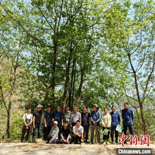 图为贵州省内的林业专家到南盘江国有林场考察红豆树。　常金 摄