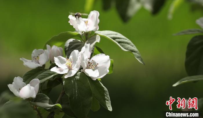 新疆莎車縣4800畝古老果樹種榅桲花盛開