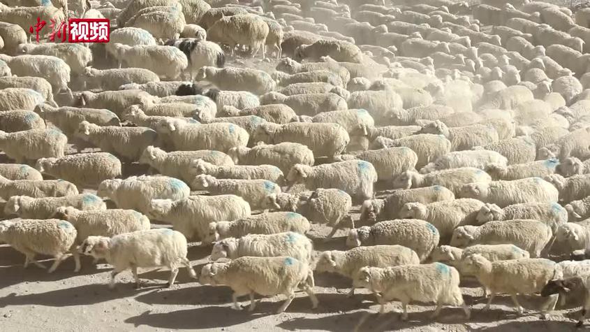 實拍新疆兵團昆玉市八萬余頭牲畜春季“大遷徙”