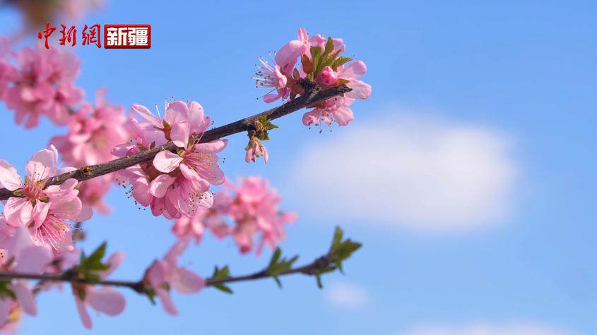 新疆博樂市：春來如詩(shī) 花開正艷