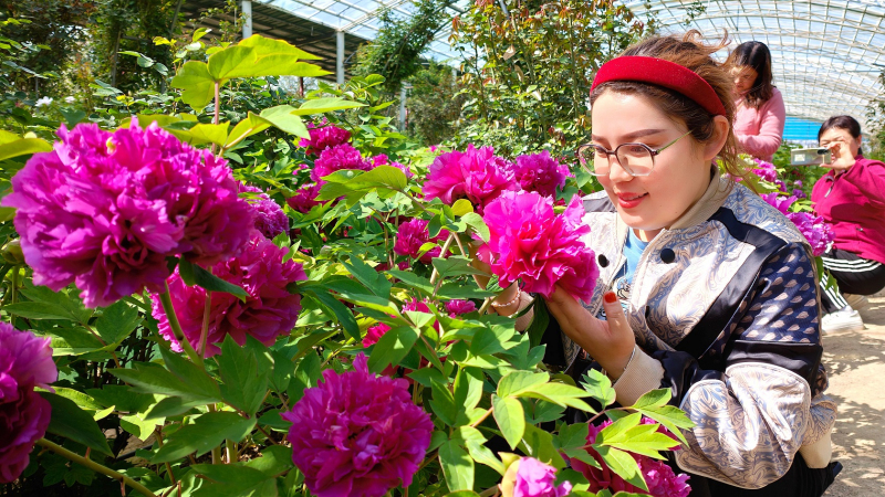 4月23日，在新疆伊犁哈薩克自治州察布查爾錫伯自治縣良繁場玉察原牡丹園內(nèi)，游客在嬌容艷麗的牡丹花前賞花。華巖明攝 