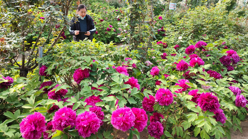 4月23日，在新疆伊犁哈薩克自治州察布查爾錫伯自治縣良繁場(chǎng)玉察原牡丹園內(nèi)，游客在牡丹花園賞花游覽。華巖明攝 