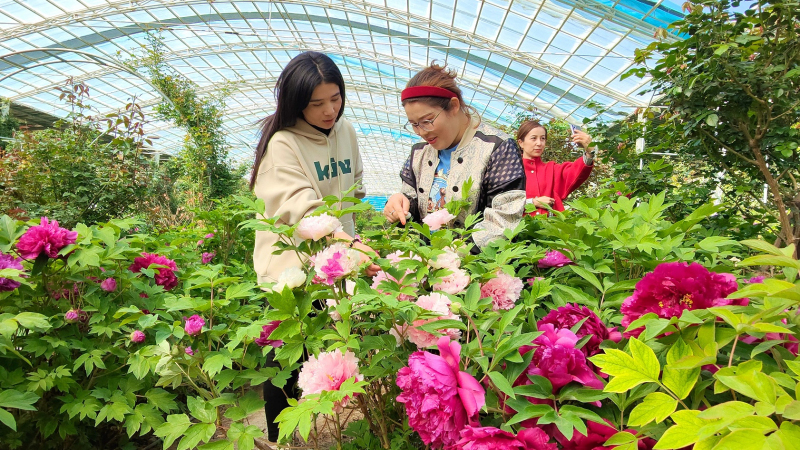 4月23日，在新疆伊犁哈薩克自治州察布查爾錫伯自治縣良繁場(chǎng)玉察原牡丹園內(nèi)，游客在浪漫綻放的牡丹花前賞花拍照。華巖明攝 