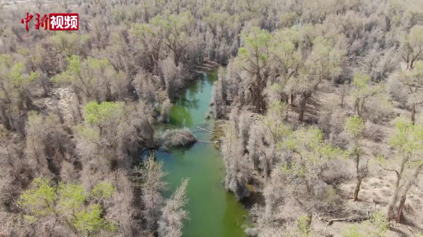 “飛防”作業為塔里木河流域數百萬畝胡楊林健康生長護航