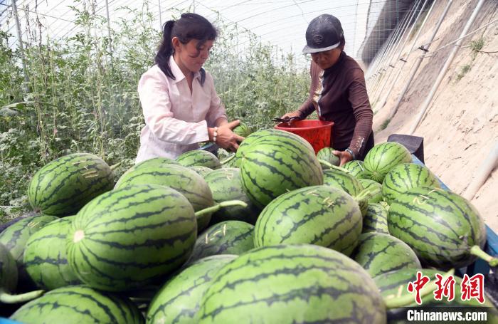 圖為位于喀什地區(qū)疏勒縣塔孜洪鄉(xiāng)的“蔬樂”現(xiàn)代高效農(nóng)業(yè)示范園里的西瓜豐收?！O亭文　攝