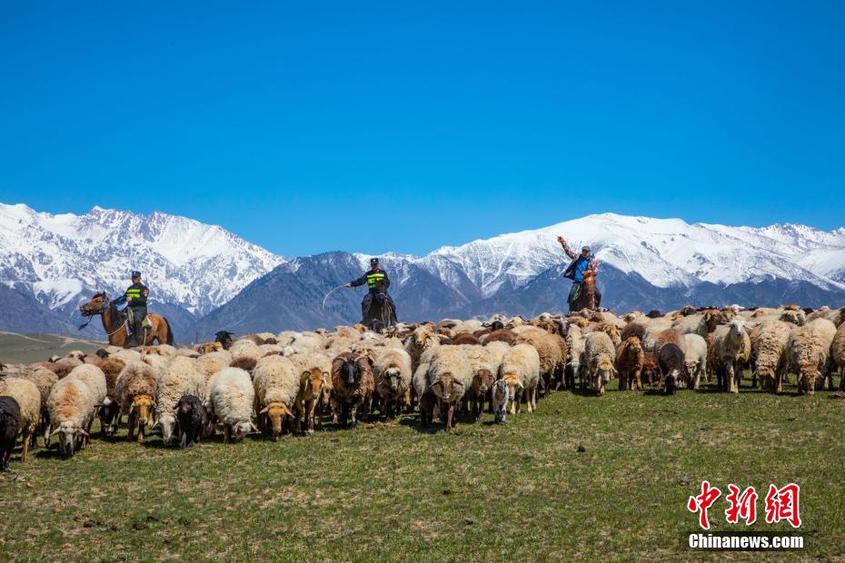 新疆伊犁：民警化身“牧羊人”助力牧民安全轉場