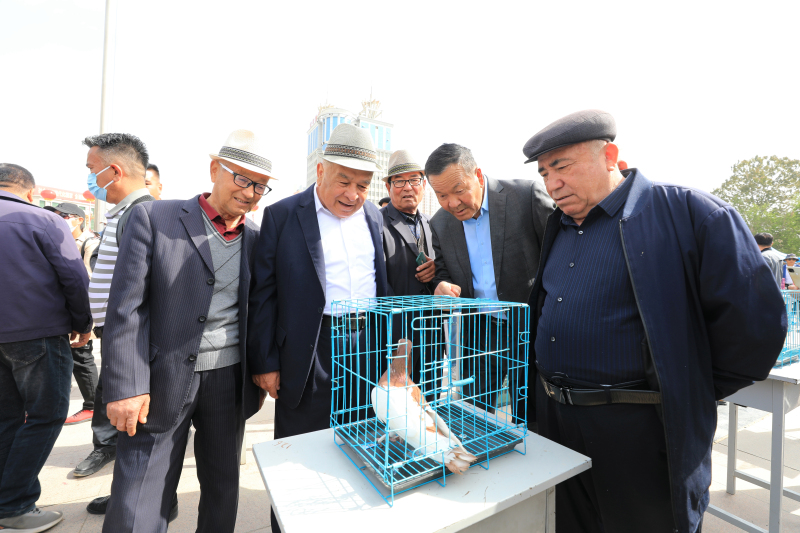 4月25日，“絲路山水·壯美巴州·相約焉耆”焉耆縣首屆鴿文化旅游節(jié)暨信鴿、觀賞鴿、筋斗鴿邀請(qǐng)賽在焉耆縣人民廣場(chǎng)舉辦。圖：楊志榮攝