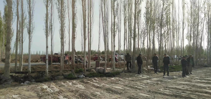 新疆焉耆：調研農田林網化 植樹造林長謀劃