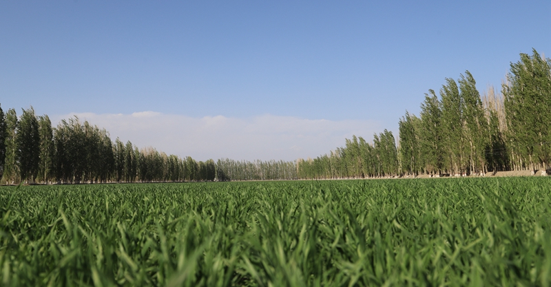 二十一团：春小麦绿染田园 “丰”景可望