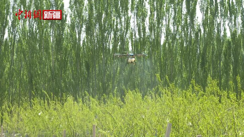 新疆溫宿縣：無人機飛防作業 盡顯“科技范兒”