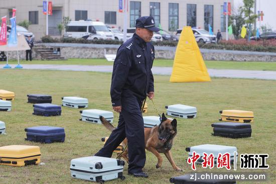 实战演练中警犬在搜索内含“毒品”的行李箱。  徐梓齐（实习生） 摄