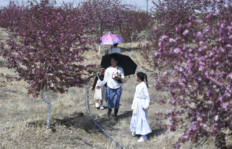 新疆博乐市：又到海棠花开时 美了环境富了民