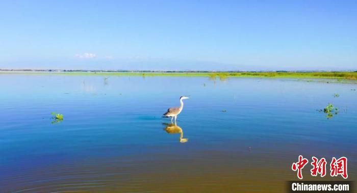 新疆青格达湖自然保护区成群鸟类聚集场面壮观