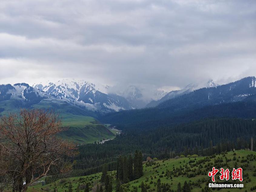 新疆恰西国家森林公园：微风卷绿浪 草原暗花香