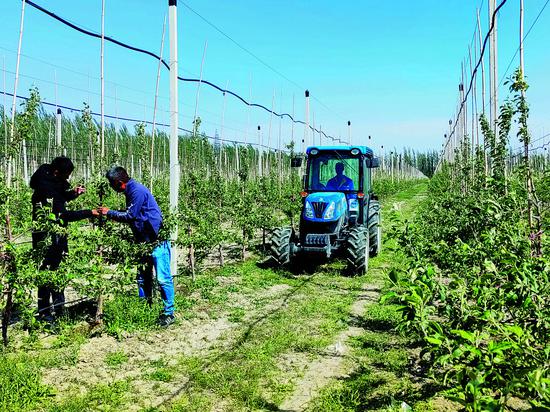 5月3日，在四师可克达拉市创锦果业2000亩苹果标准化种植示范园内，职工在修剪果树。该示范园通过“龙头企业+合作社+职工”的模式运行，2026年建成达产后，亩均产值预计可达3.2万元。 兵团日报常驻记者 李惠 摄