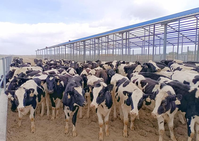 一四四团招商引资项目建设 生产齐头并进 700头澳洲“洋奶牛”落户团场