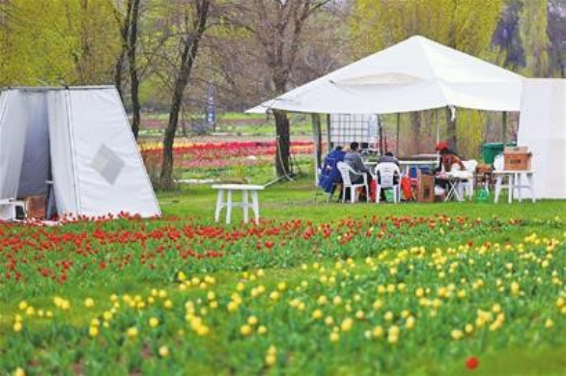 圖：5月5日，在水磨溝區(qū)石人子溝紅灣花海景區(qū)，身處花海中的游客正在露營(yíng)燒烤。

