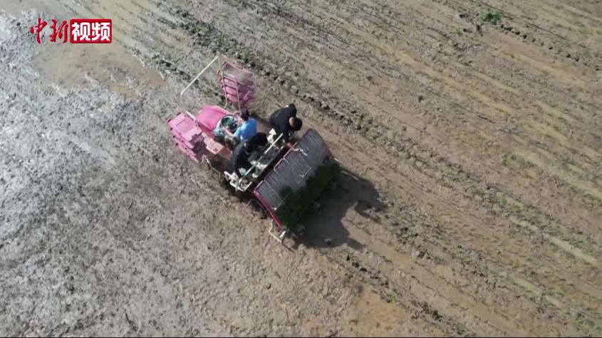 新疆萬畝海水稻開始播種育秧