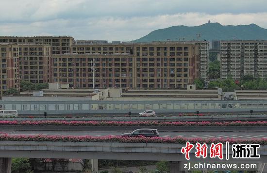 杭州德胜高架上月季开放。（无人机照片）  王刚 摄