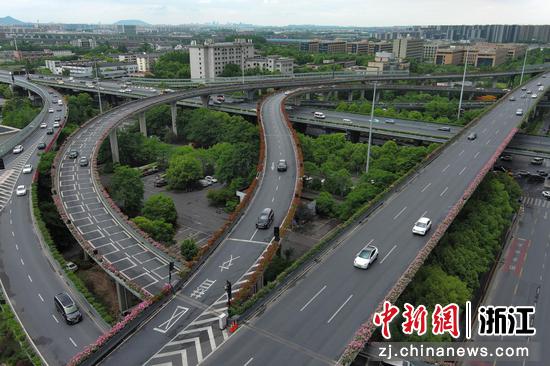 杭州石德立交上道路两侧的月季开放。（无人机照片）  王刚 摄