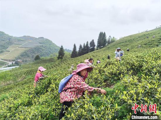图为村民在采摘茶叶。　梁瀚泽 摄