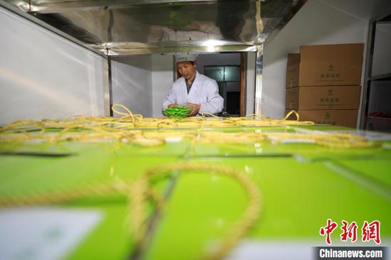 工人在贵州省江口县双江街道一家食品加工企业整理加工好的抹茶面条。　李鹤 摄