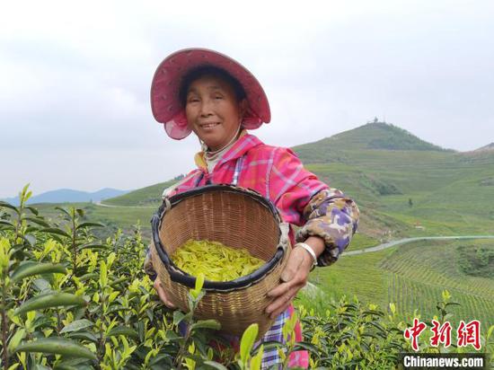 图为村民在采摘茶叶。　梁瀚泽 摄