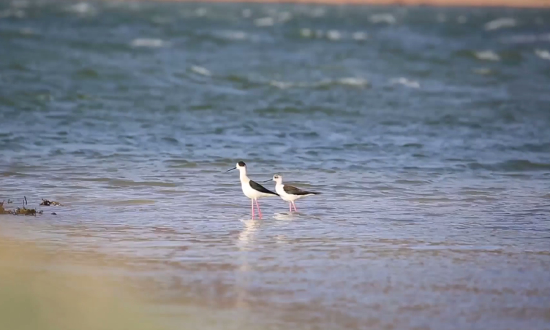 愛鳥周”來白鳥湖，學習如何關愛鳥類