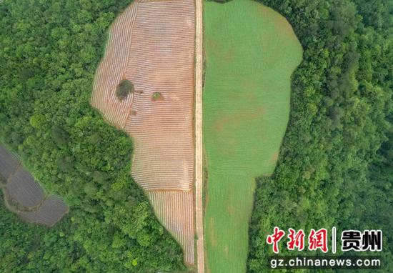 2023年5月6日，航拍的贵州省黔东南苗族侗族自治州施秉县白垛乡石家湾村生态田园。磨桂宾 摄