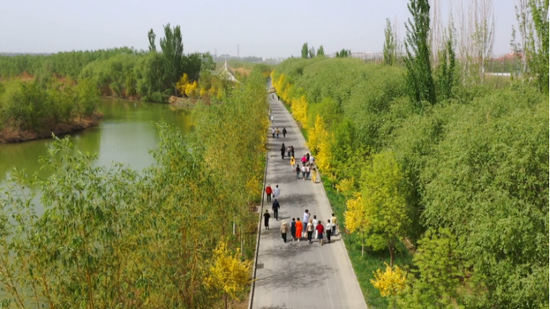 新疆阿克苏市：赏湿地风光 观水鸟翩飞