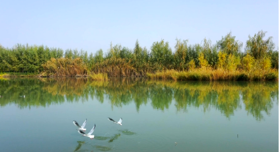 新疆阿克苏市：赏湿地风光 观水鸟翩飞