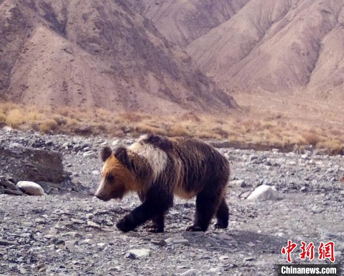 新疆罗布泊野骆驼国家级自然保护区首次拍摄到棕熊珍贵影像