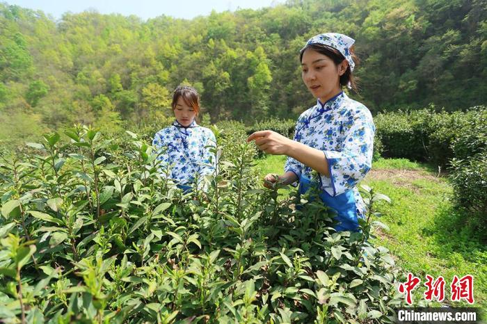 2023年，甘肃省陇南市武都区面向全国茶叶爱好者，推出“定制茶园”活动，探索茶旅融合发展多元模式。　高展　摄