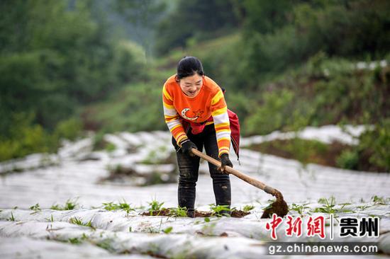 2023年5月10日，贵州省黔西市洪水镇洪箐村辣椒种植基地，村民抢抓农时和土壤墒情种植辣椒。