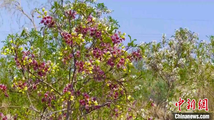 新疆且末750亩文冠花开 塔克拉玛干沙漠呈现别样风情